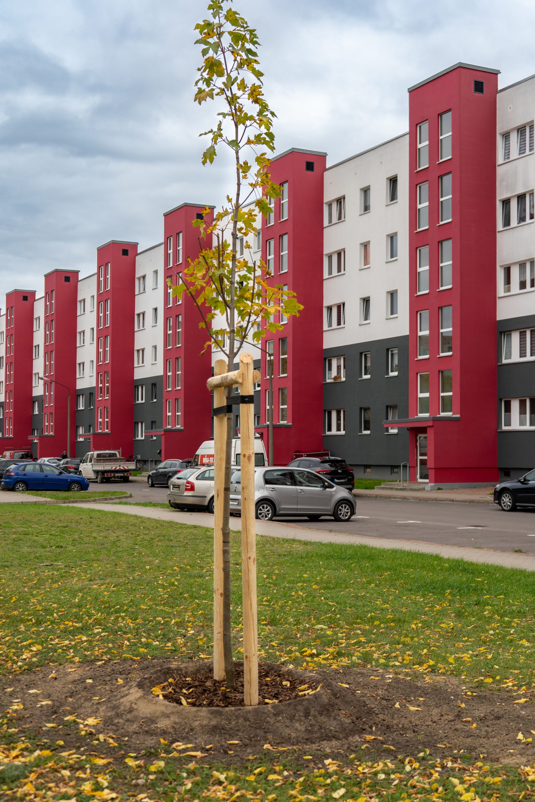 Unsere Baumpflanz-Challenge ist geschafft! 🌳